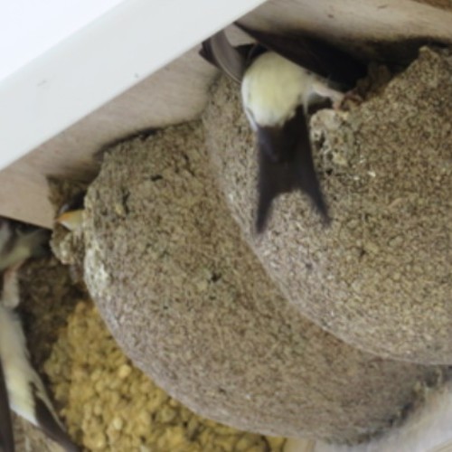 Suffolk Wildlife Trust ~ Talk by Martin Tickler on the topic of house martins